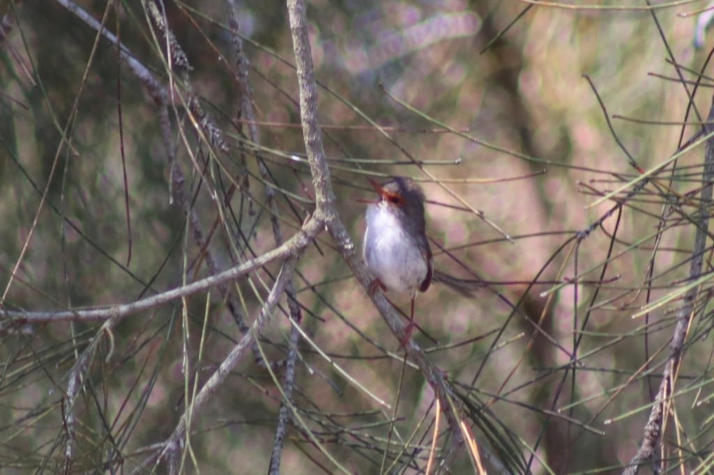 Superb Fairywren - ML622091035