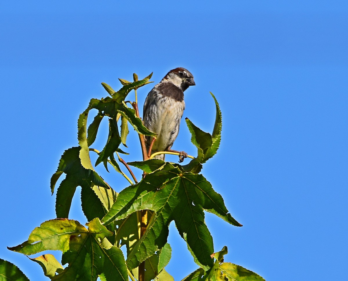 House Sparrow - ML622091037