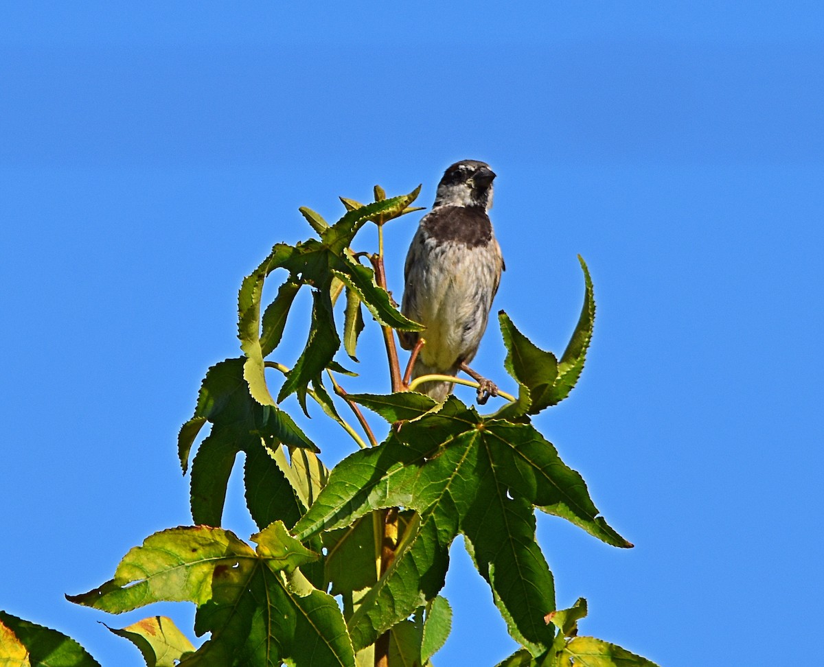 House Sparrow - ML622091038