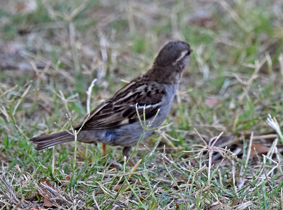 House Sparrow - ML622091039