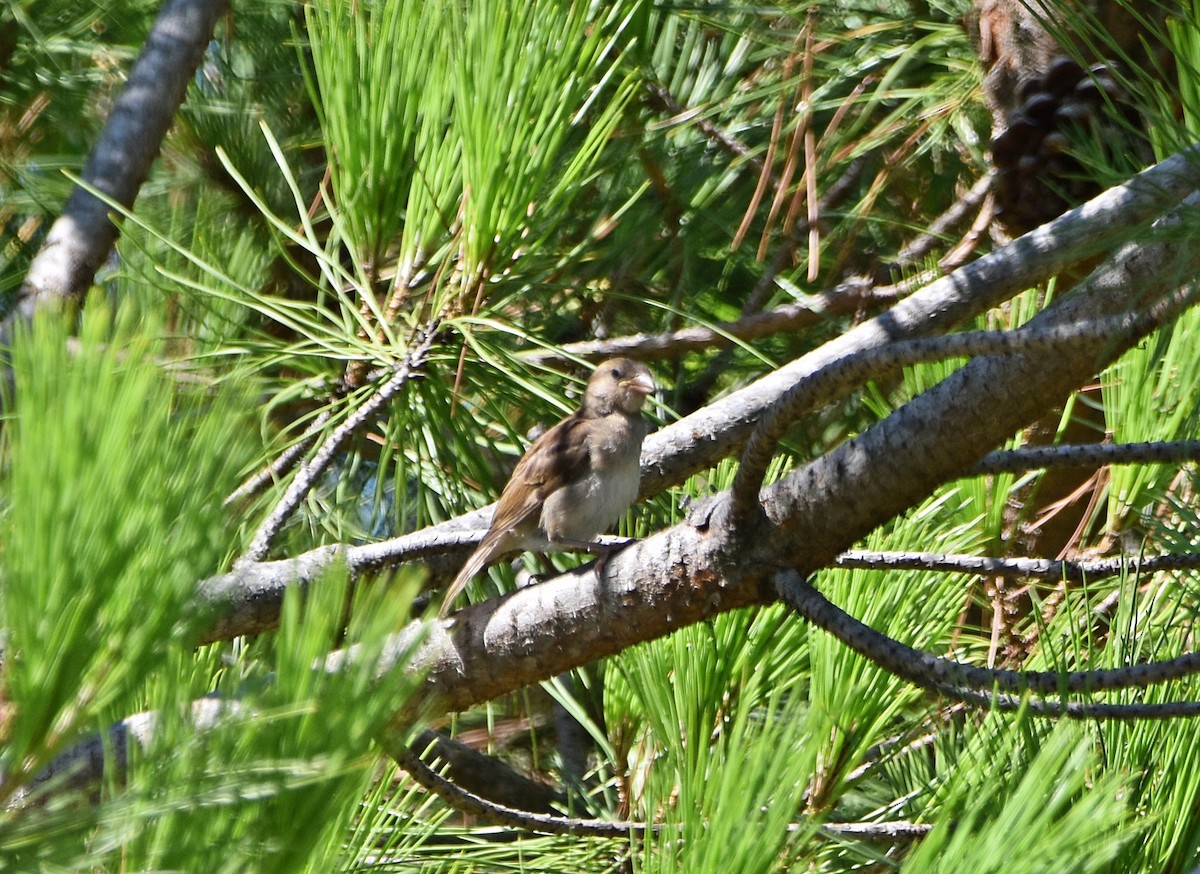 House Sparrow - ML622091048