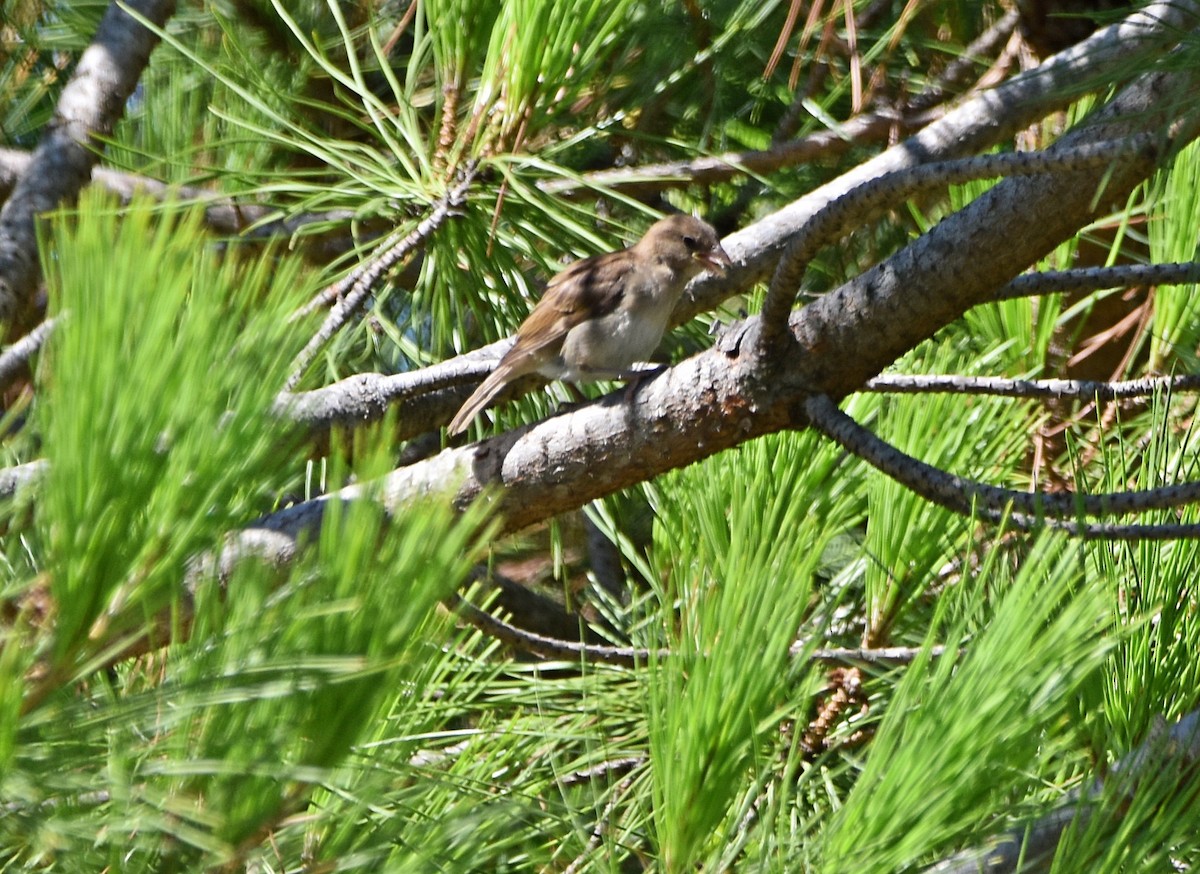 House Sparrow - ML622091049