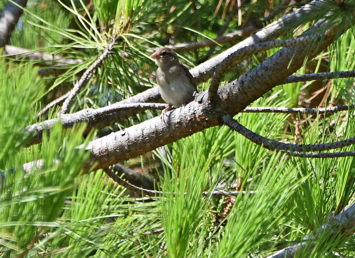 House Sparrow - ML622091050