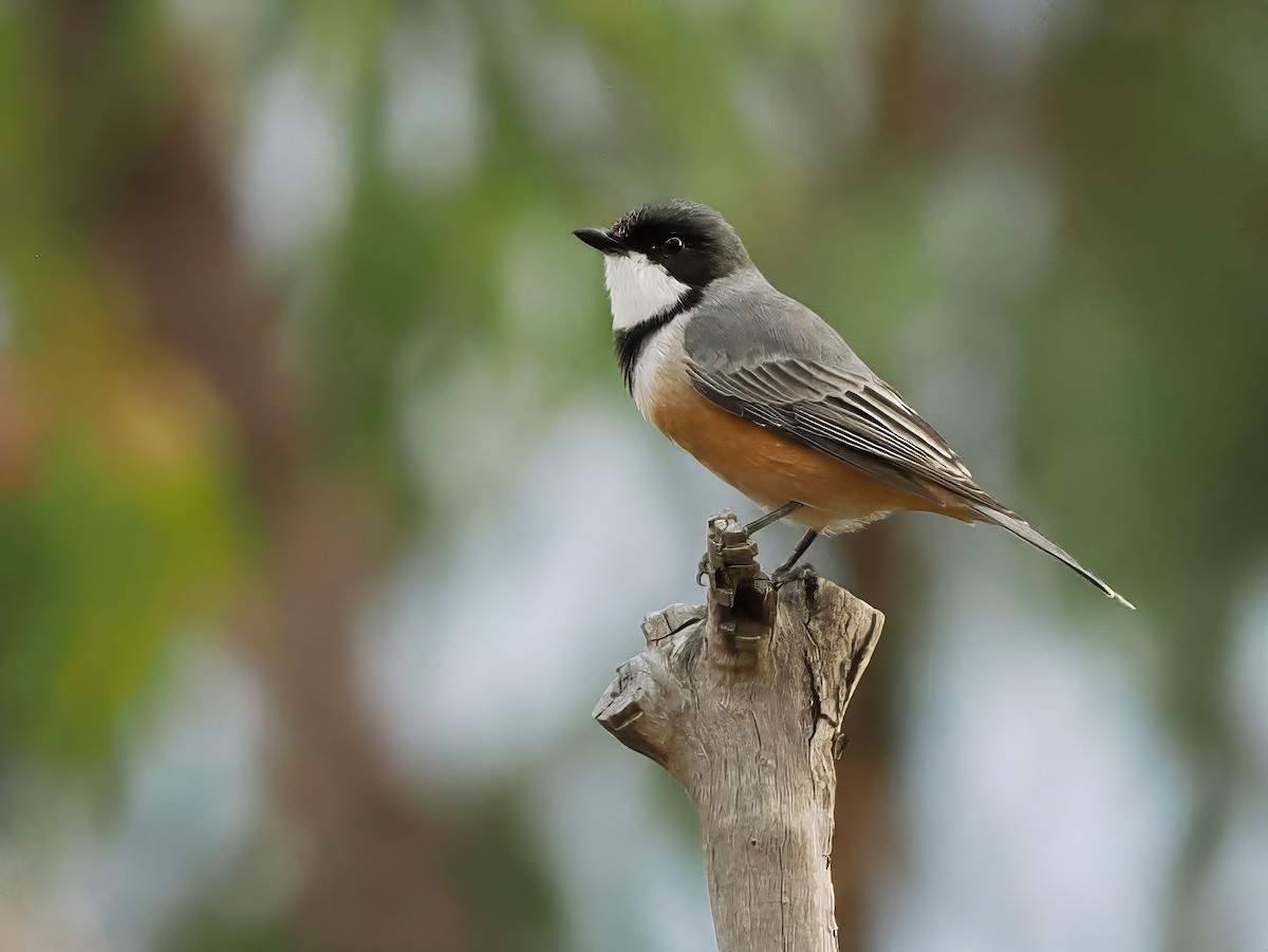 Rufous Whistler - ML622091051