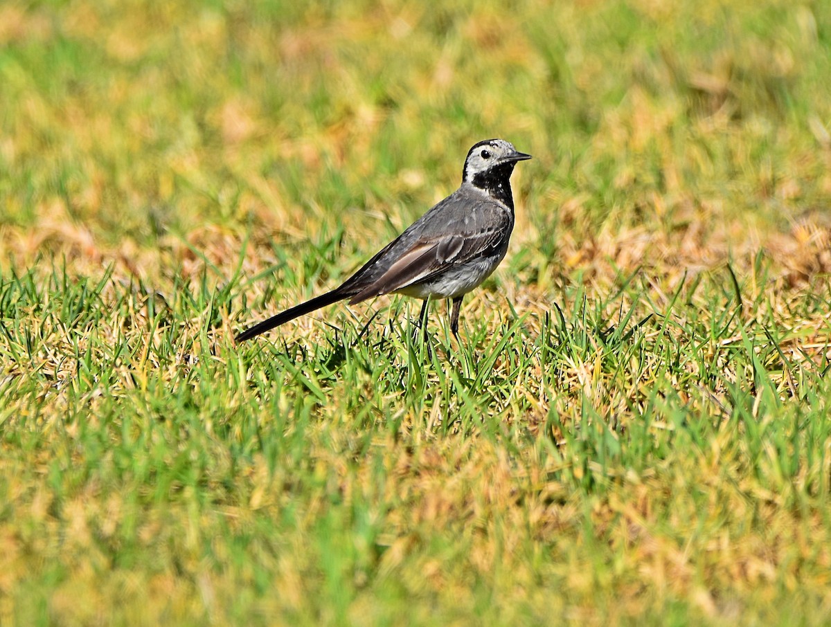 White Wagtail - ML622091059