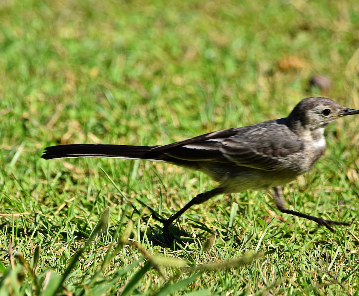 White Wagtail - ML622091062