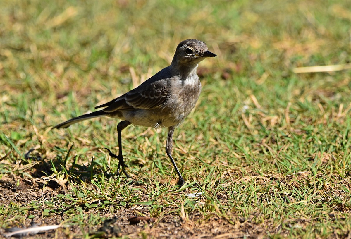 White Wagtail - Joao Freitas