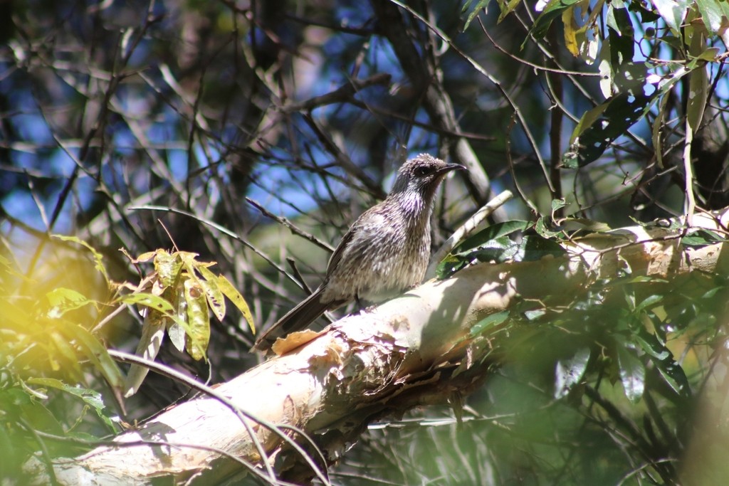 Little Wattlebird - ML622091064