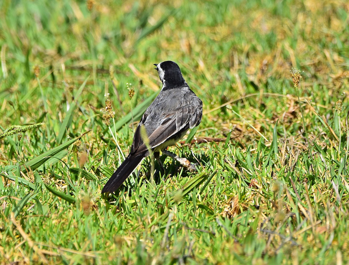 White Wagtail - ML622091066