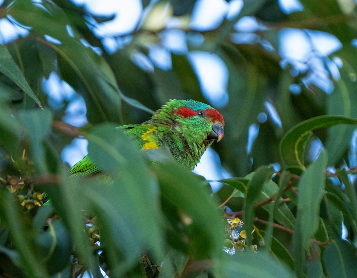 Musk Lorikeet - ML622091083
