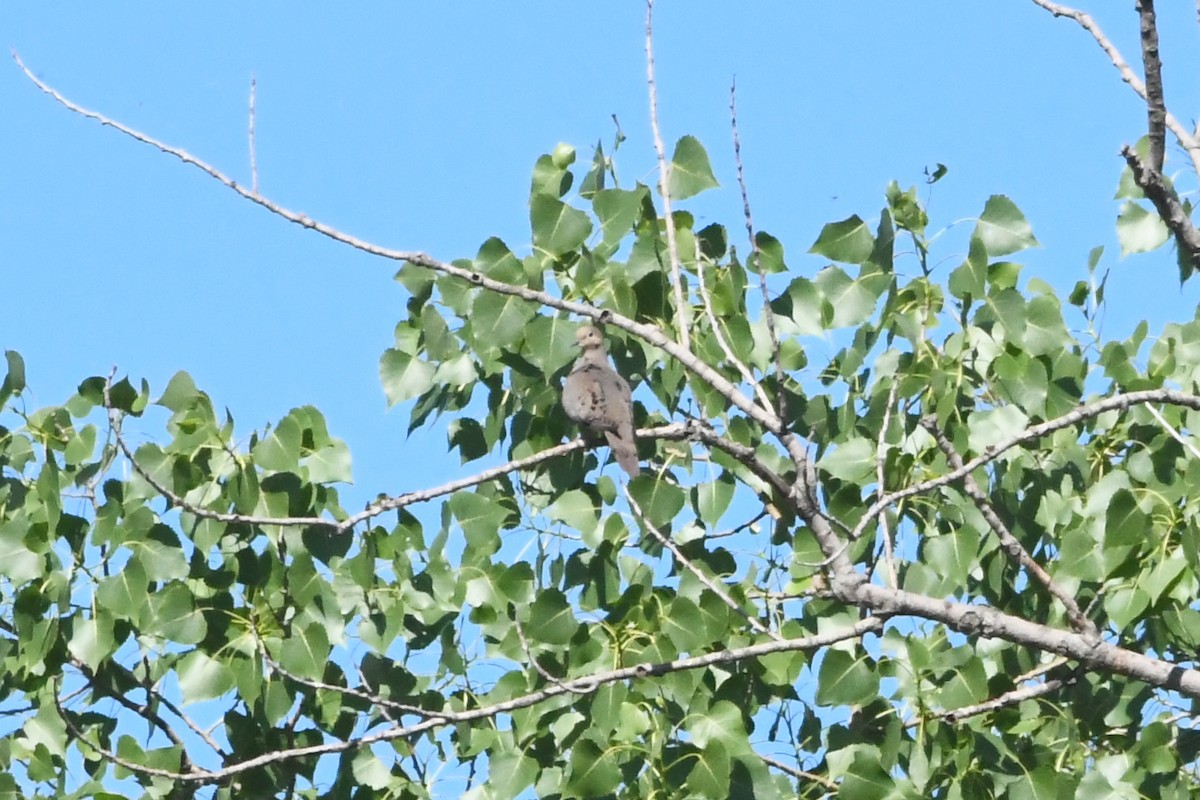 Mourning Dove - ML622091090