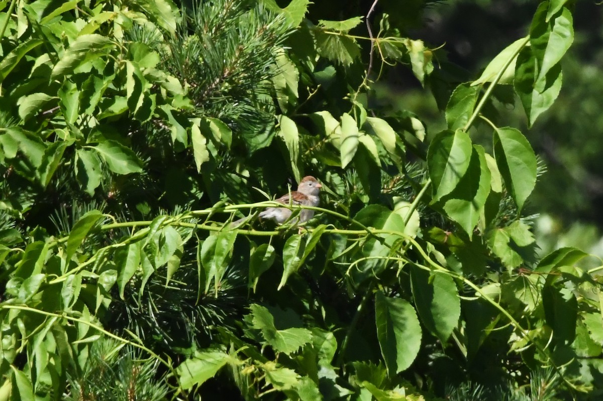 Field Sparrow - ML622091092