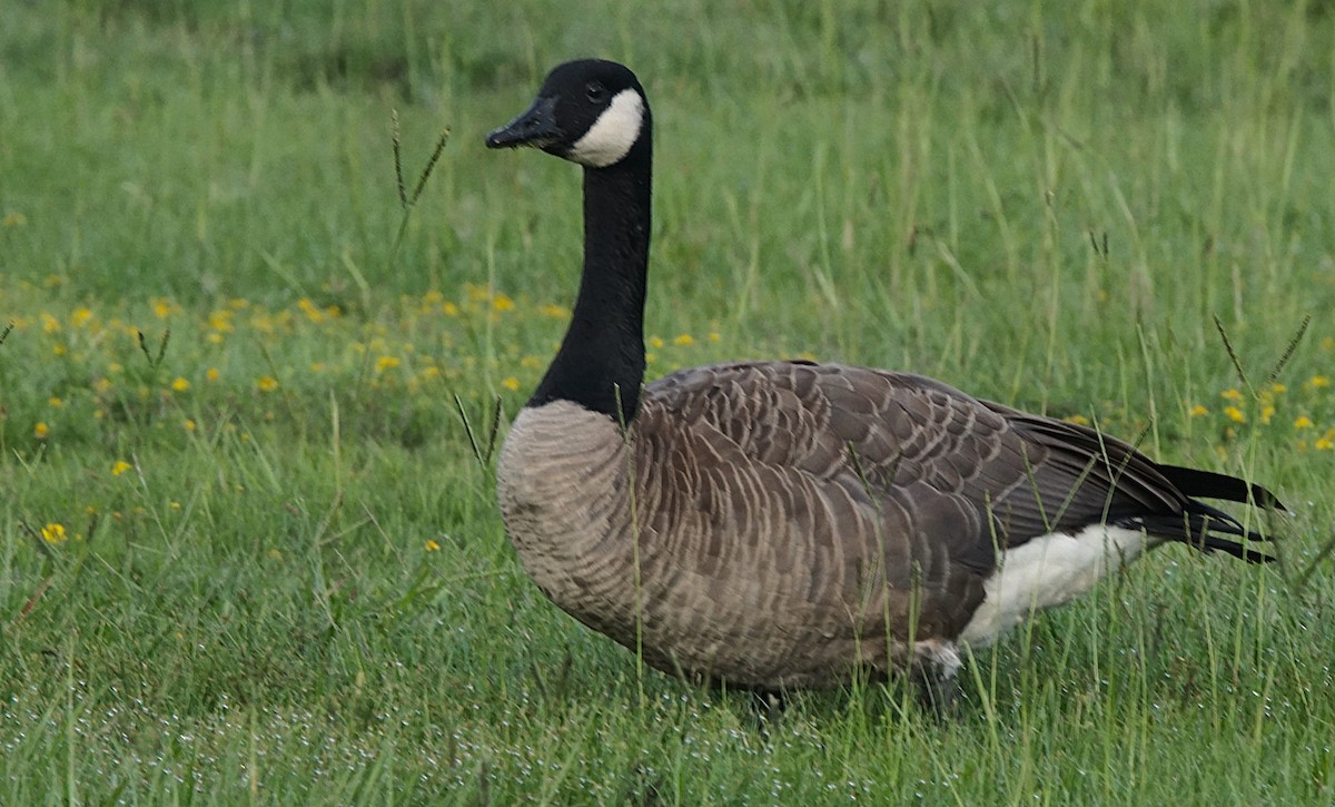 Canada Goose - ML622091093