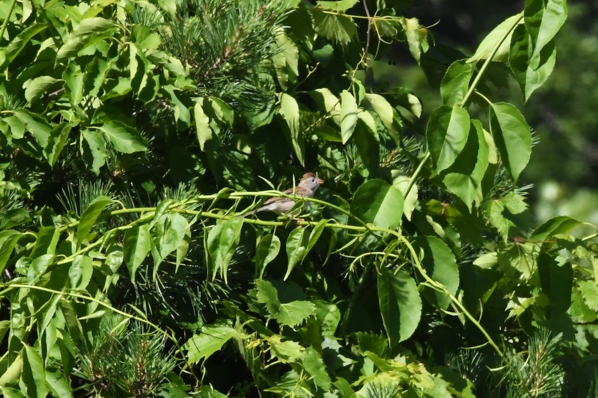 Field Sparrow - ML622091094