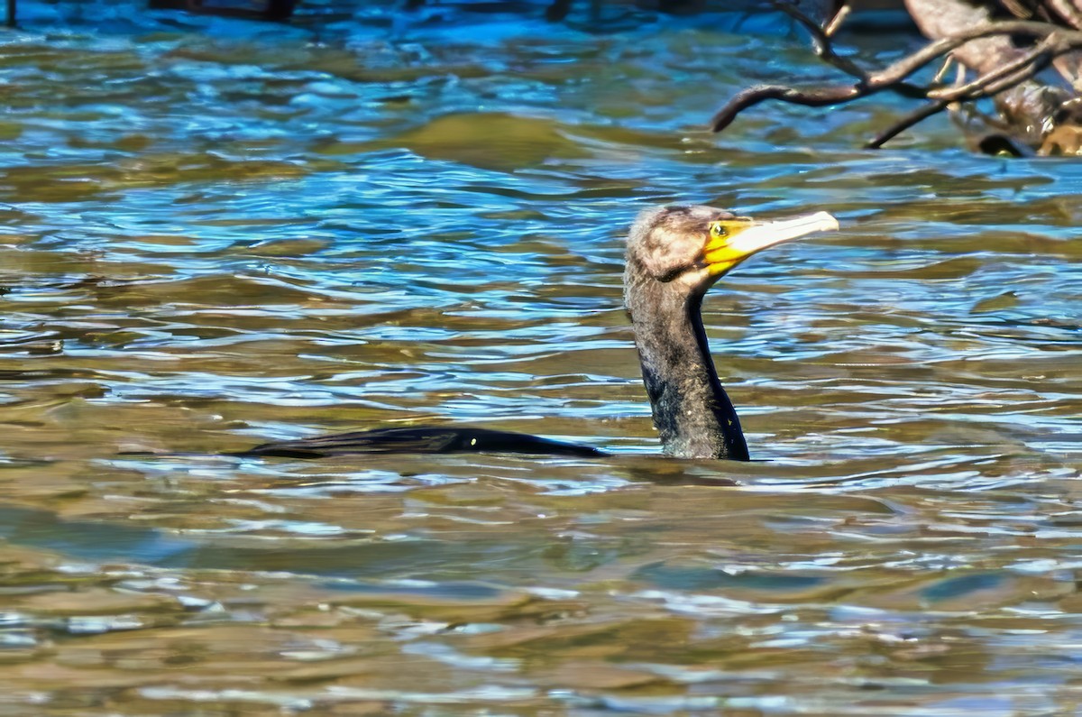 Great Cormorant (Australasian) - ML622091095