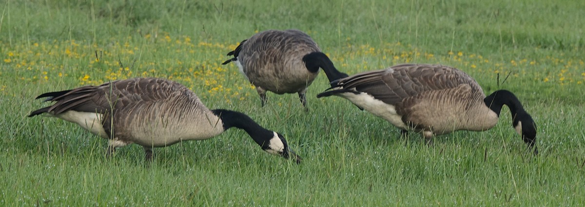 Canada Goose - ML622091096