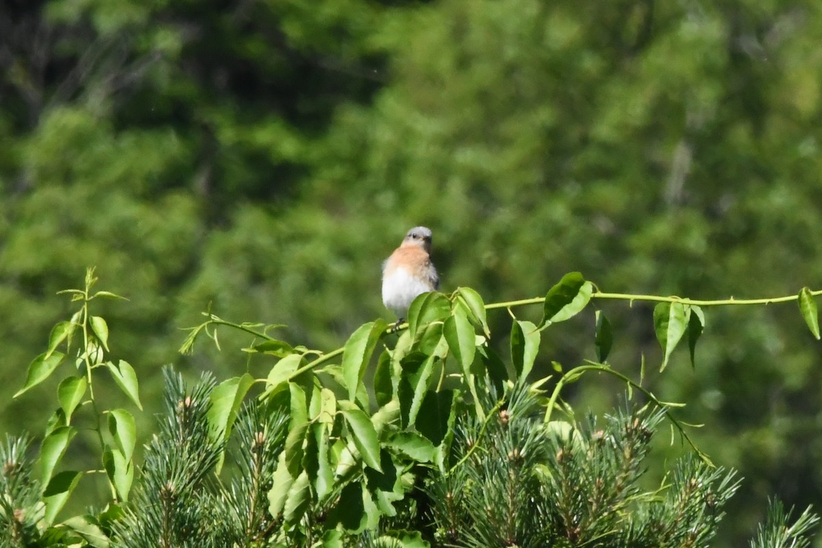 Eastern Bluebird - ML622091097