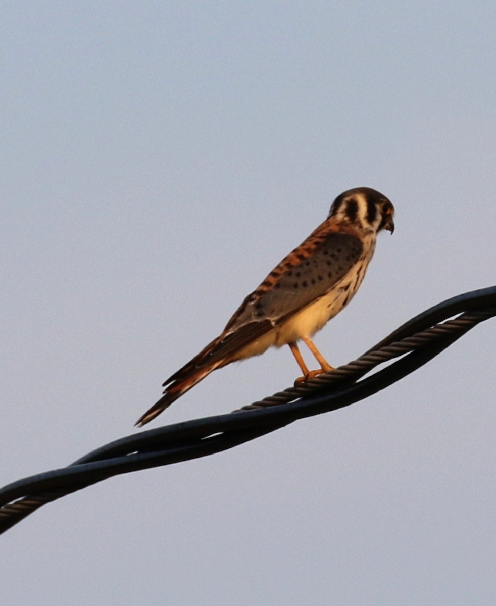 American Kestrel - ML622091098