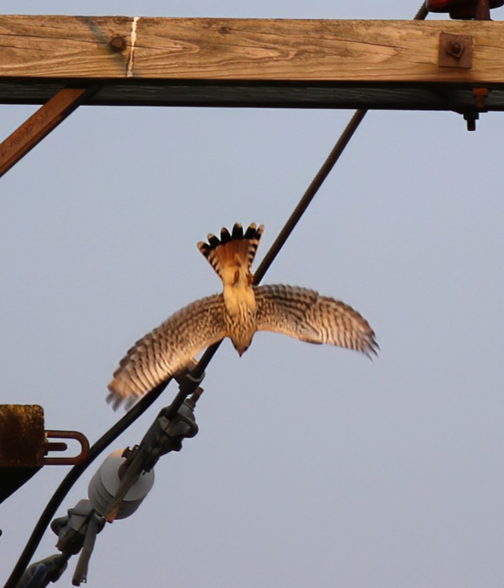 American Kestrel - ML622091099