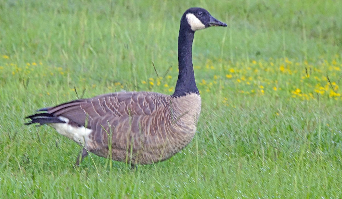 Canada Goose - ML622091100