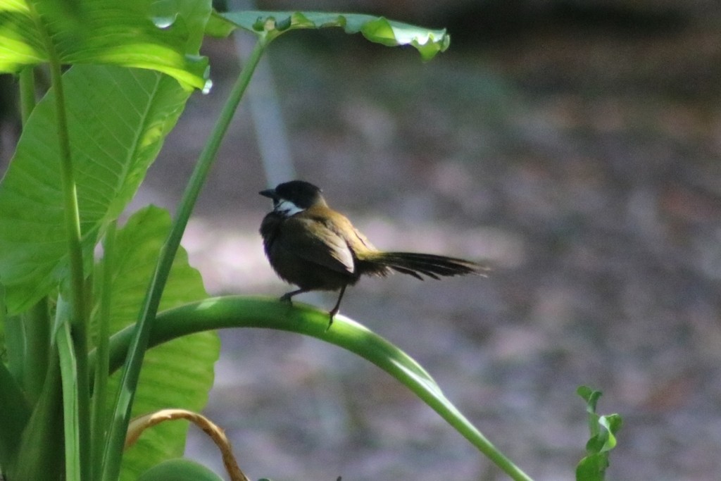 Eastern Whipbird - ML622091102