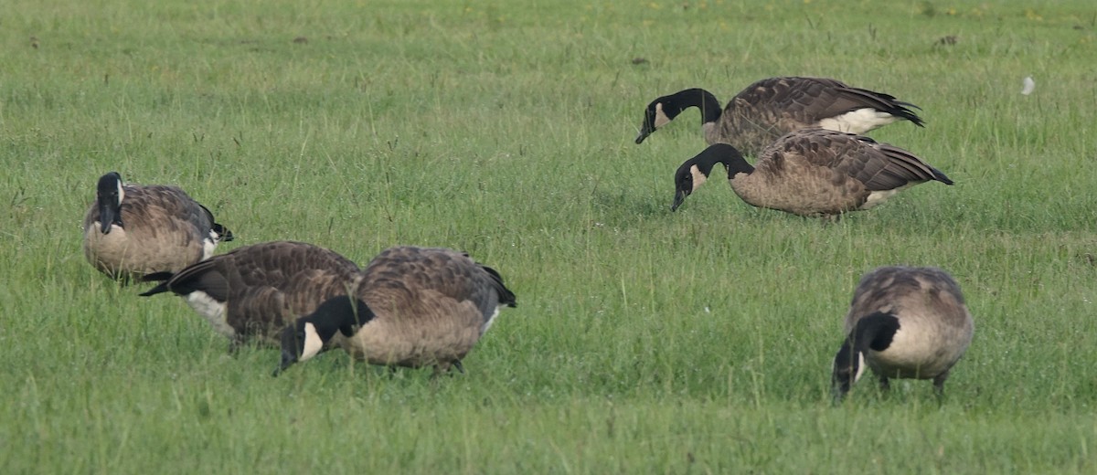 Canada Goose - ML622091103