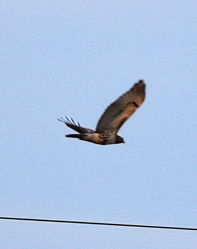 Red-tailed Hawk - ML622091104