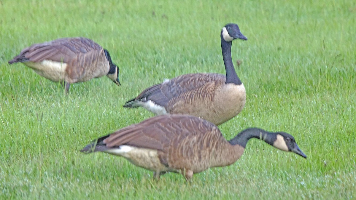 Canada Goose - ML622091105