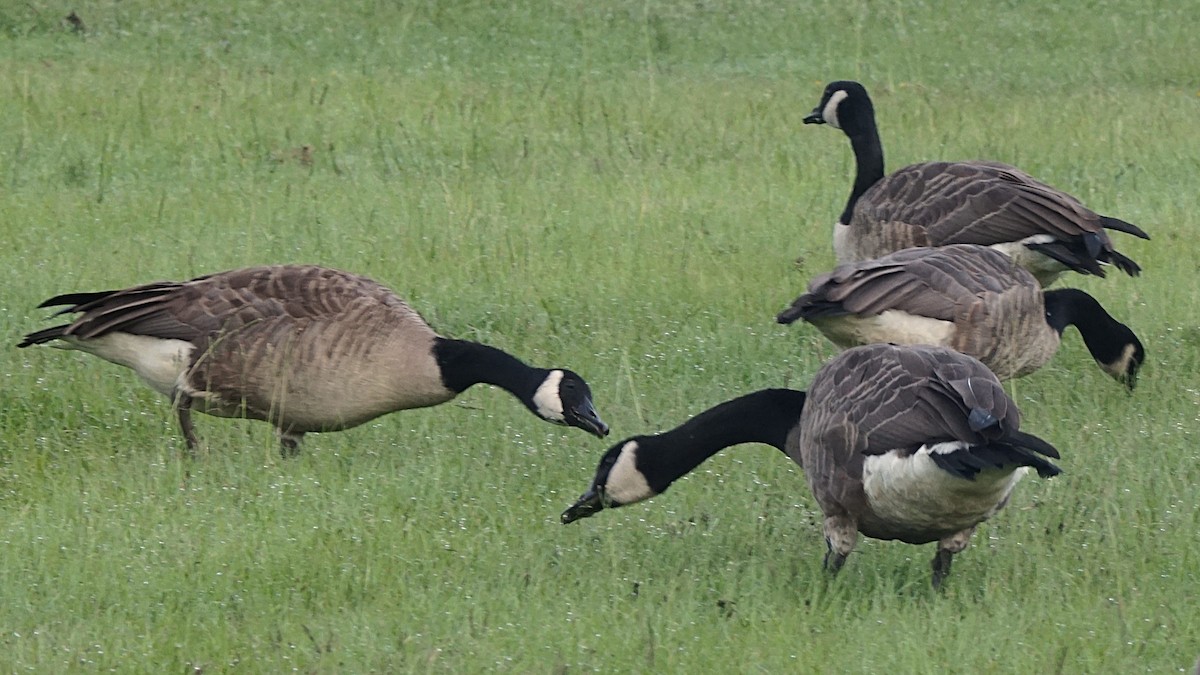 Canada Goose - ML622091106