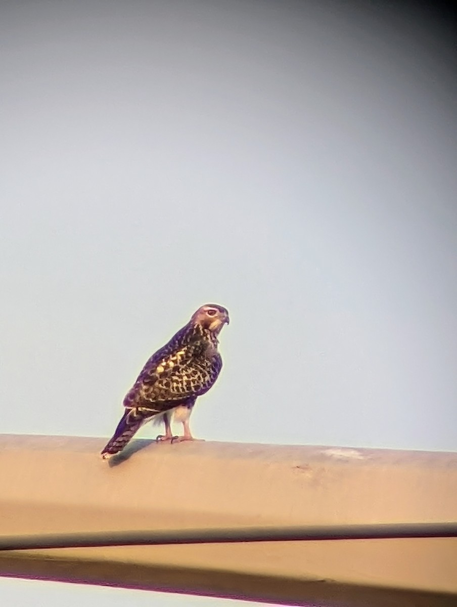 Red-tailed Hawk - ML622091107