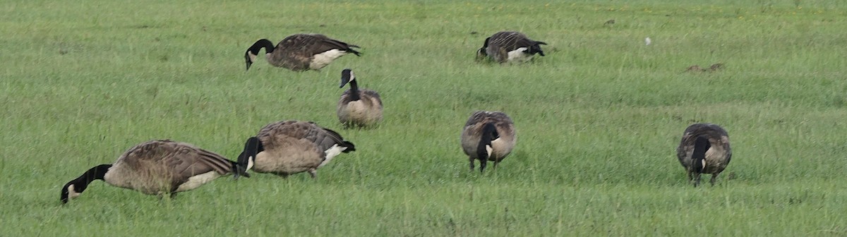 Canada Goose - ML622091108