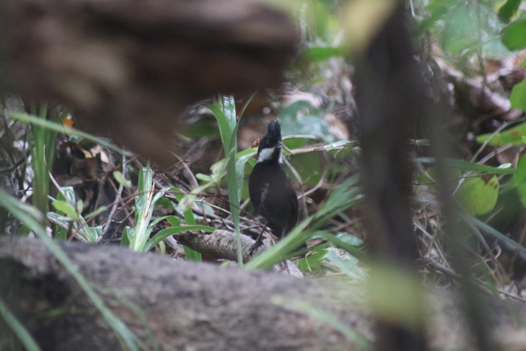 Eastern Whipbird - ML622091111