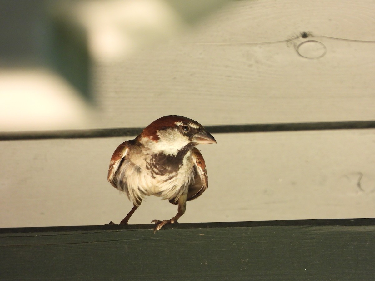 Italian Sparrow - ML622091113