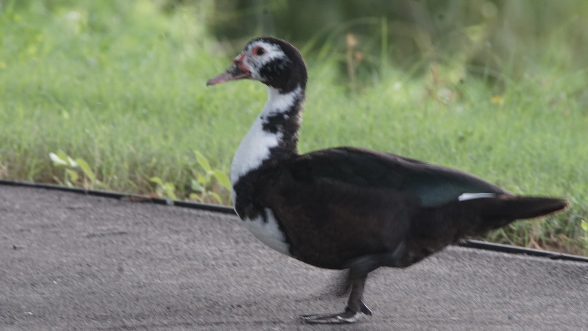 Muscovy Duck (Domestic type) - ML622091115