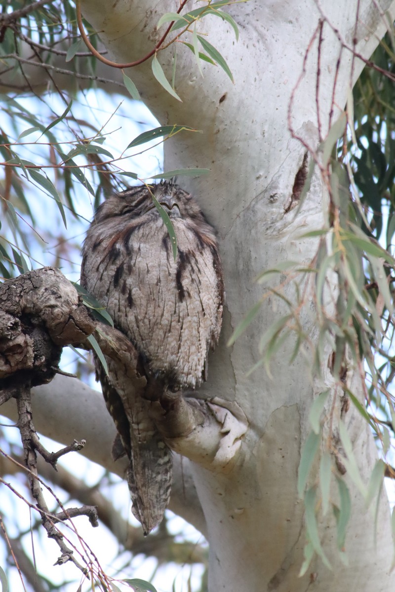 Tawny Frogmouth - ML622091116