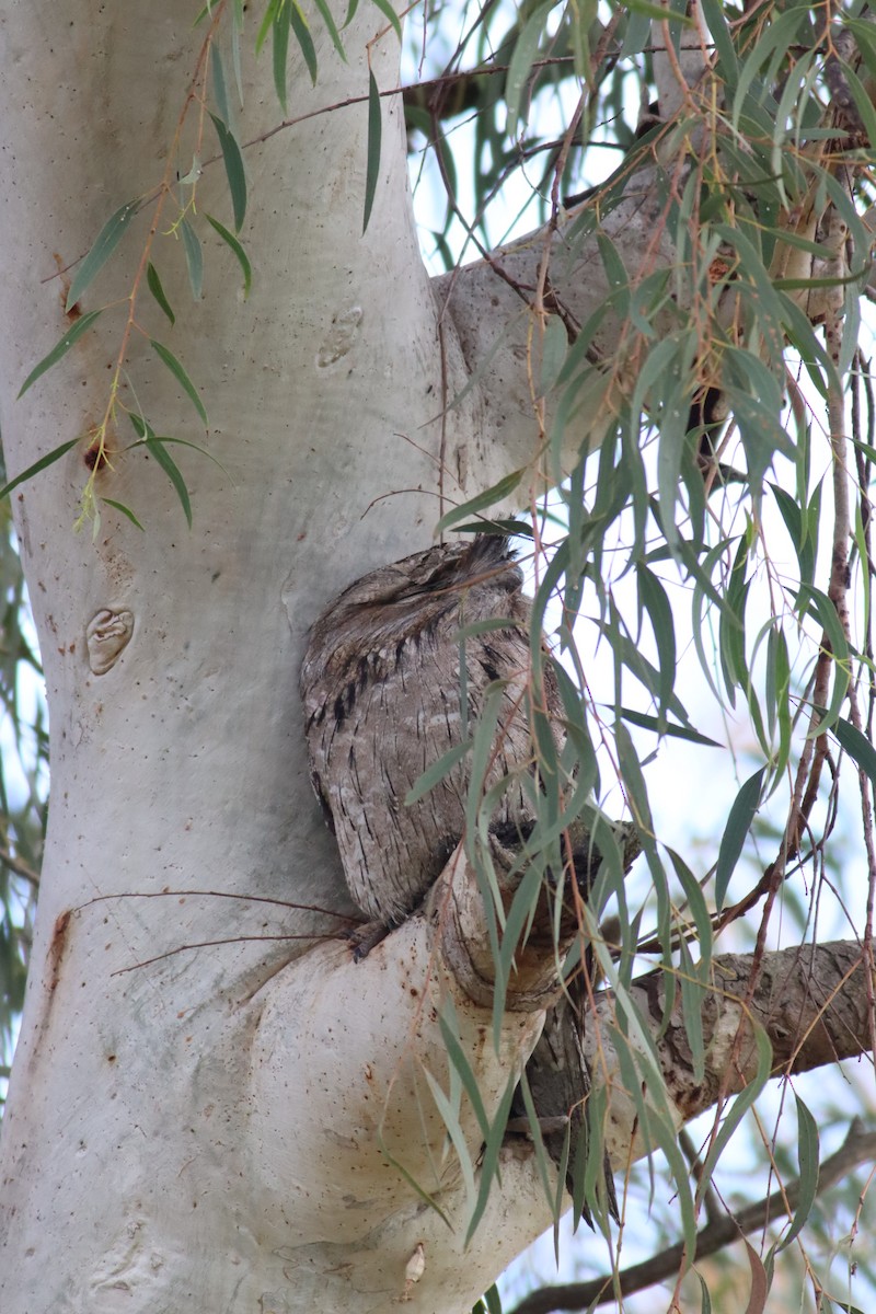 Tawny Frogmouth - ML622091117