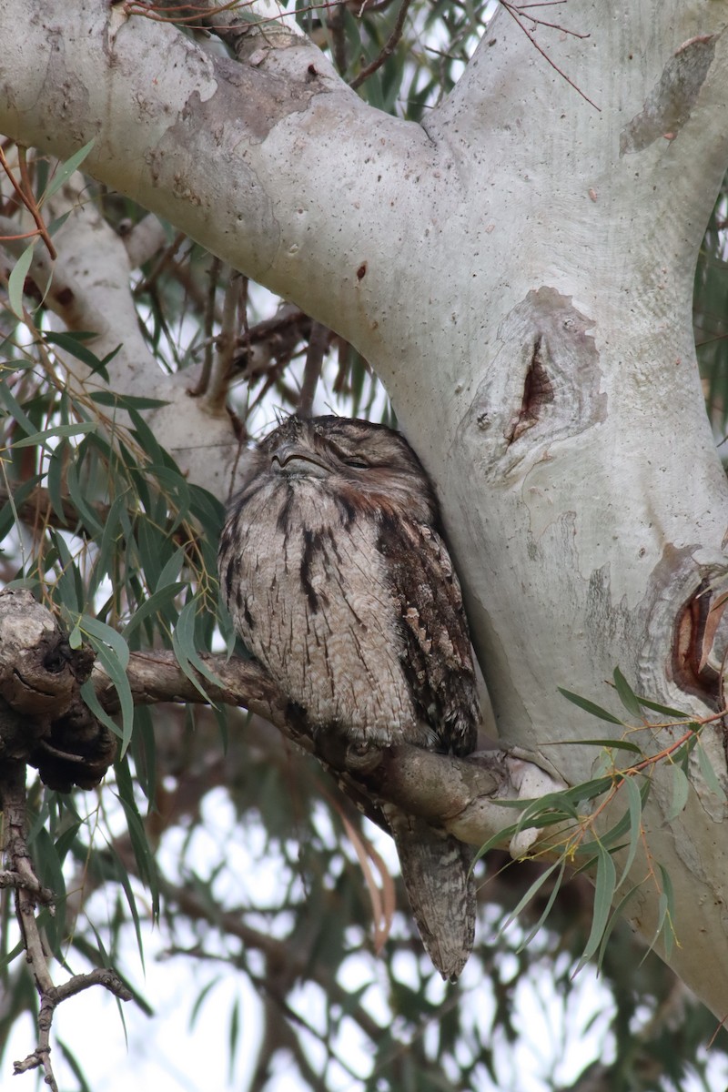 Tawny Frogmouth - ML622091118