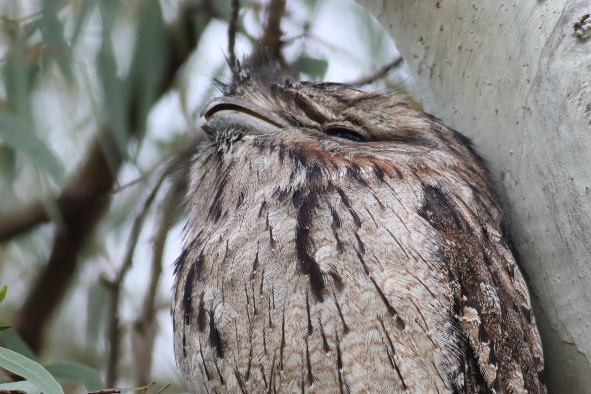 Tawny Frogmouth - ML622091120