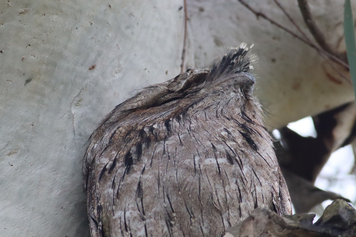 Tawny Frogmouth - ML622091121