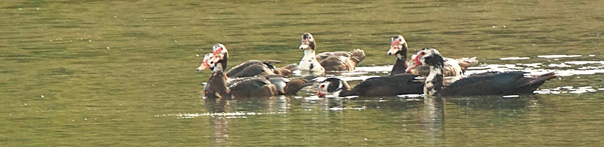 Muscovy Duck (Domestic type) - ML622091122