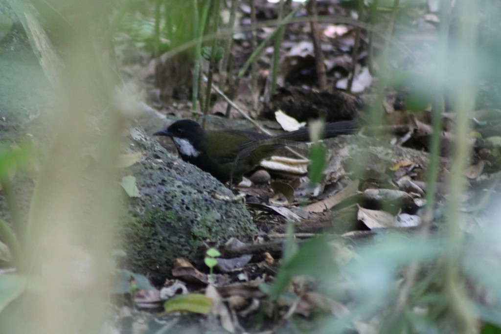 Eastern Whipbird - ML622091124