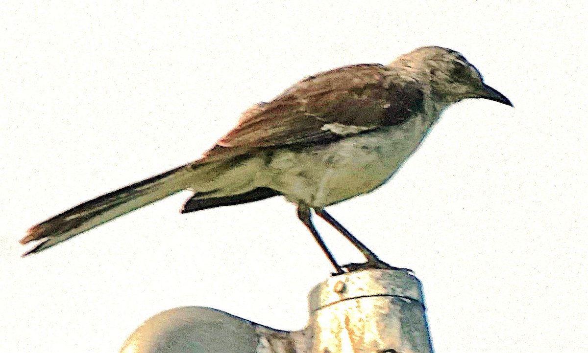 Northern Mockingbird - ML622091178