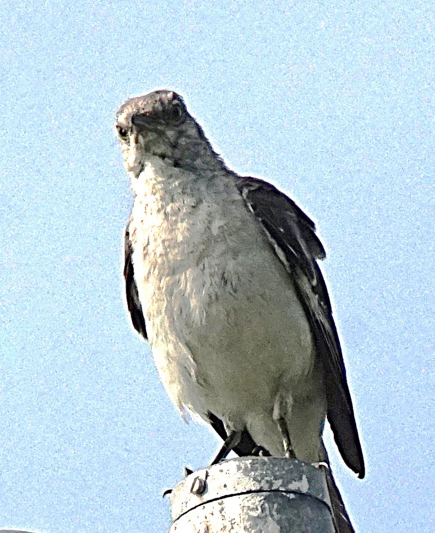 Northern Mockingbird - ML622091181