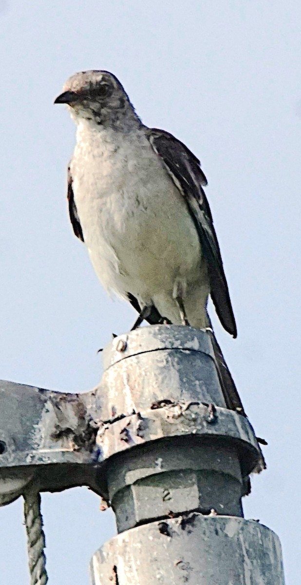 Northern Mockingbird - ML622091183