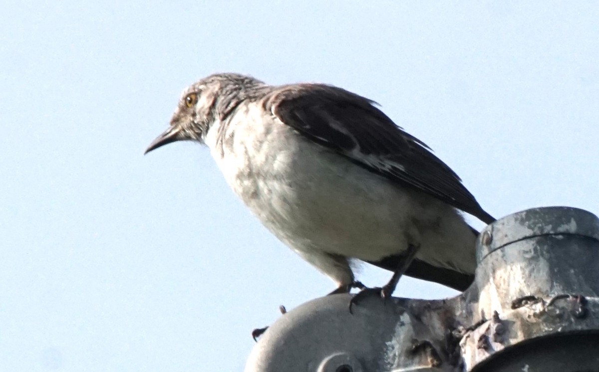 Northern Mockingbird - ML622091184