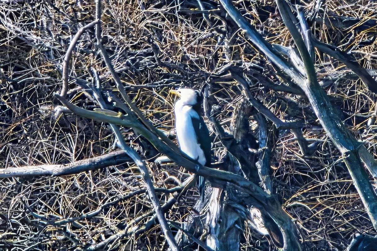 Little Pied Cormorant - ML622091192