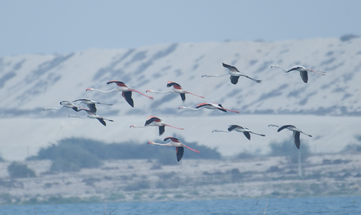 Greater Flamingo - ML622091193