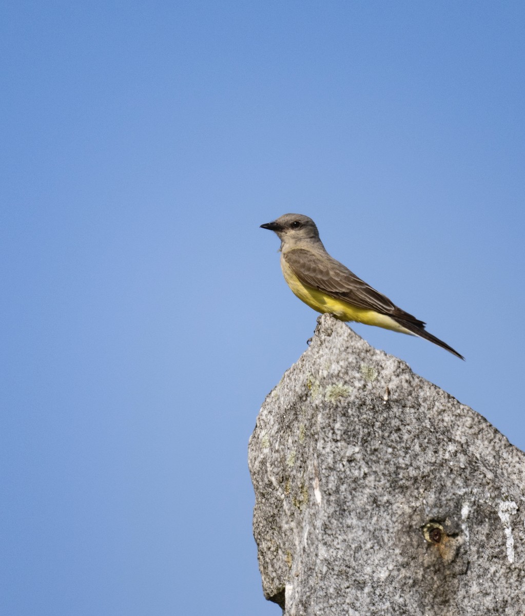 Western Kingbird - ML622091194