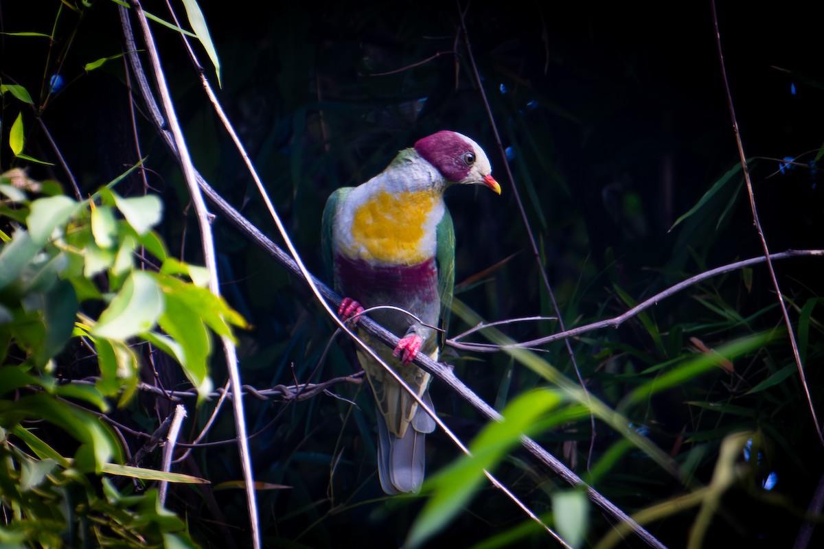 Yellow-breasted Fruit-Dove - ML622091195