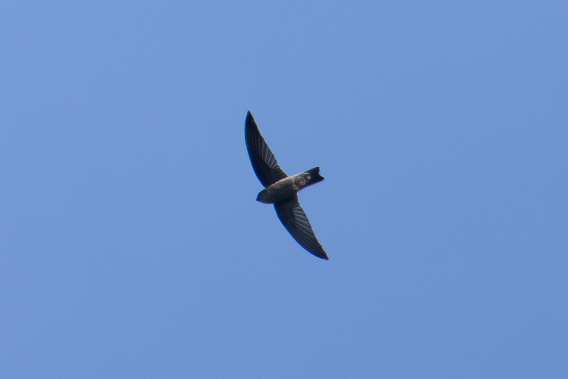 Ameline Swiftlet - ML622091197